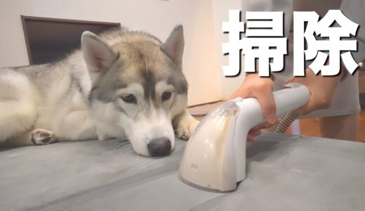 【絶句】お気に入りのソファーが引くほど汚かったと知る愛犬がこちらです・・・