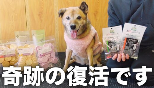 ついに雑種犬コロちゃんの通院生活が終了しました