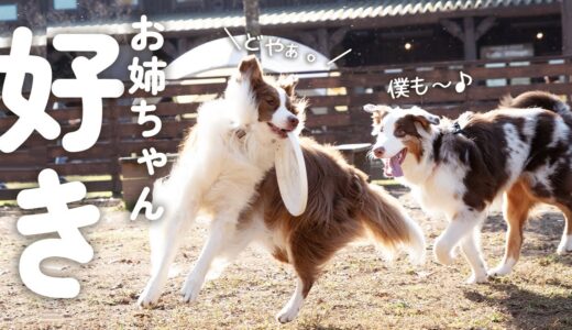 お姉ちゃん犬と遊びたい生後7ヶ月のでっかい弟犬の行動がまだ赤ちゃんすぎた♡