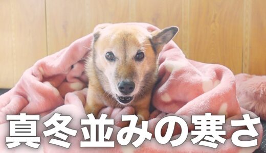 長年外飼いだった雑種犬コロちゃんに毛布をプレゼントした反応がこちらです。