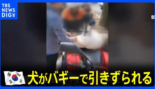 韓国・大邱で犬がバギーで引きずられる…目撃した市民達が制止｜TBS NEWS DIG