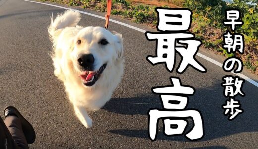 早朝の大型犬との散歩は最高過ぎる。　#メイちゃんねる