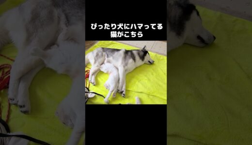 犬にぴったりハマってた猫がかわいい…#猫