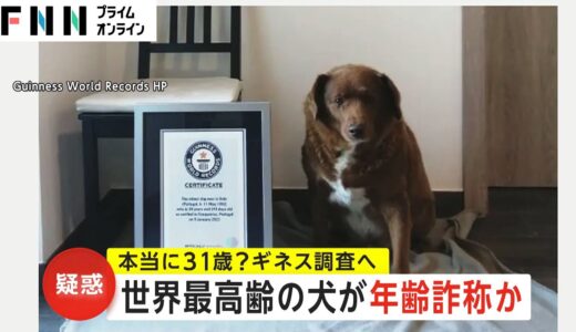 世界最高齢の犬が年齢詐称か　本当に31歳? ギネスが調査へ　昔の写真と“足の色”が…