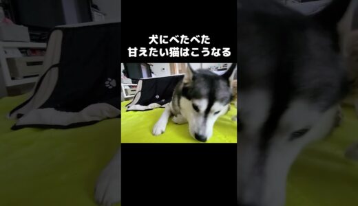 犬にべたべた甘えたい猫はこうなります…#shorts