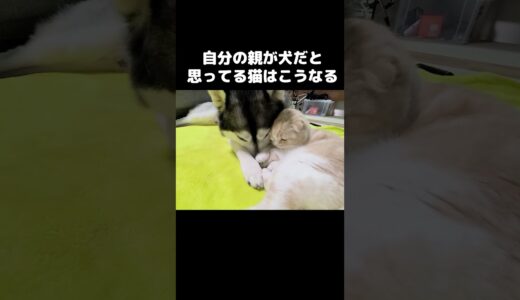 自分の親が犬だと思ってる猫はこうなります#shorts