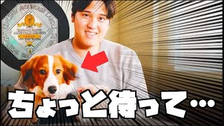 大谷翔平の犬に心の声をつけてみた【考えすぎちゃう人】