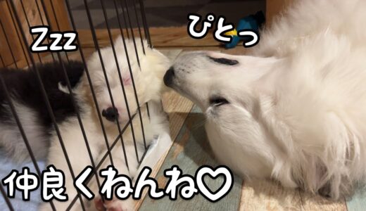 【急接近】お家に来てたったの2日で顔を寄せて寝る子犬と超大型犬が可愛い｜グレートピレニーズ