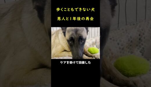 歩くことができない犬に手を差し伸べ、1年後、再会した瞬間。