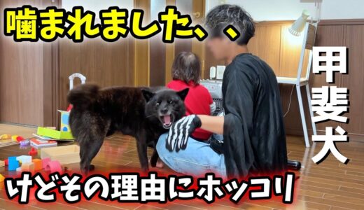 甲斐犬一休が飼い主に牙を剝いた理由【甲斐犬一休と猫のしずく】