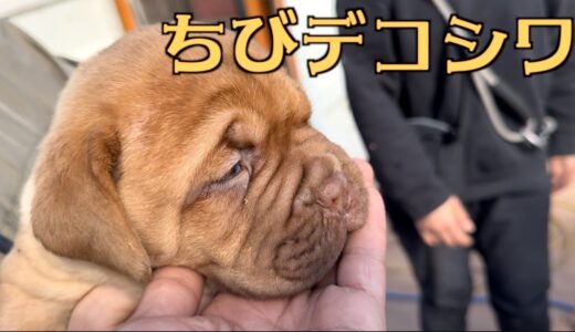 デコシワ犬は子犬の時からデコシワ