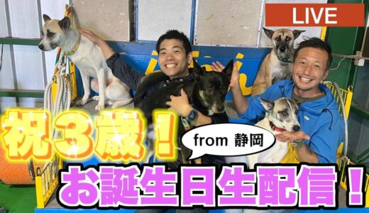 【元保護犬】離れて暮らす兄弟勢揃いで3歳の誕生日をお祝いする生配信!