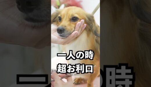 散歩だと思ってる犬をトリミングに連れていったらお利口すぎた！ #shorts