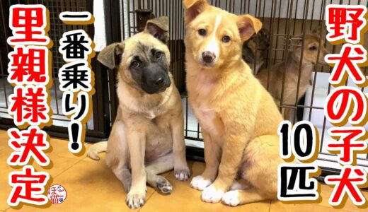 【子犬　野犬　保護犬 10匹】10+1わんちゃん　里親様決定！