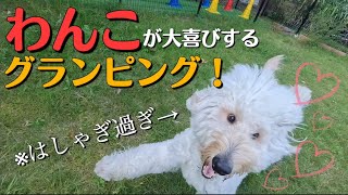 犬のためのグランピング！想像以上ではしゃぎ過ぎました… inドッグにグッドなグランピング