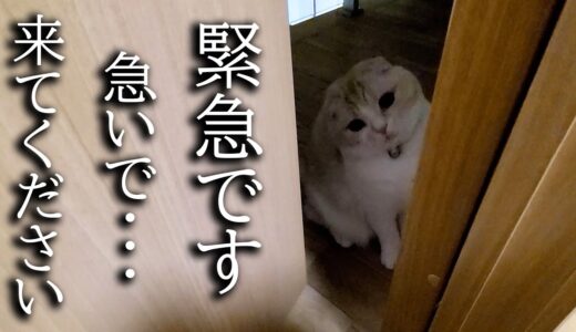 深夜に猫が何かを訴えてくるのでついていったらまさかの展開に...