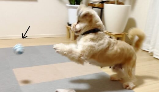 いきなり華麗なるドリブルを披露する保護犬、11日目