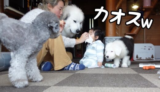 【奮闘】生後2ヶ月の子犬と1歳児と超大型犬をママ一人でお世話する事に…｜グレートピレニーズ