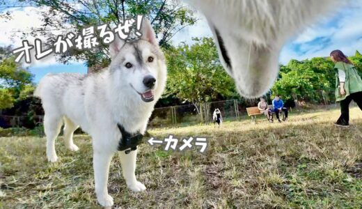 【爆笑】犬目線の世界を知ろうと兄にカメラを持たせたらまさかのモノが映ったww　【シベリアンハスキー】