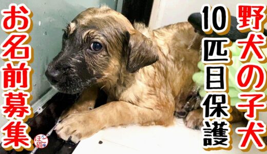 【子犬　野犬　保護犬　お名前募集】10匹目保護しました！