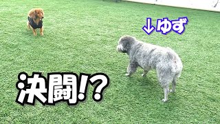 旅先のドッグランで犬が苦手なゆずが今回はこうでした…ｗ