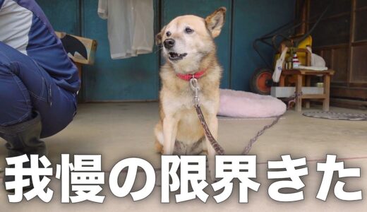 パパが構ってくれないと雑種犬コロちゃんがこうなります…