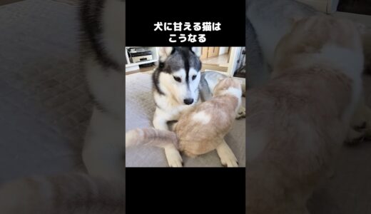 犬に甘える猫はこうなります...#猫  #cat