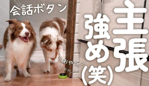 先住犬の真似をして覚えた会話ボタンを使いこなす子犬の主張が強めで可愛いすぎる！！！笑