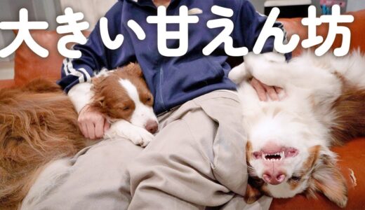 遊び疲れてベッタリ甘える犬達が自分の大きさがわかっていなくて愛おしい😂笑