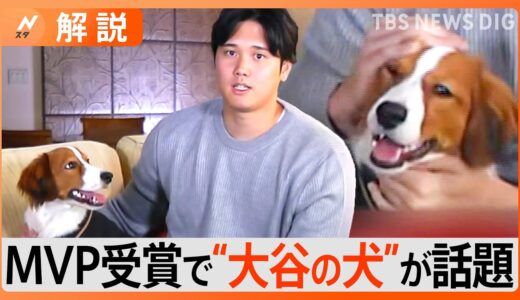 「大谷さんの犬かわいすぎ」犬種はコーイケルホンディエ、いつから一緒？いま何歳？【Nスタ解説】｜TBS NEWS DIG