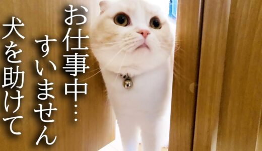 猫が犬の異変に気づき知らせに来ました…