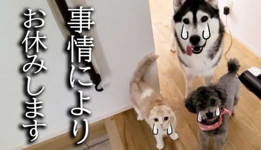 事情により猫と犬が泣いて止めるのでお休みします...