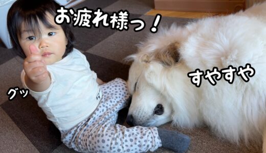 【一番仲良し】子育てに疲れてる超大型犬を労ってよしよしする妹が優しい♪｜グレートピレニーズ