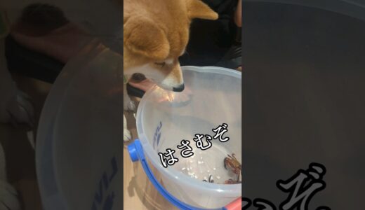 カニと柴犬 #柴犬スティーブ #アテレコ #犬猫アテレコ