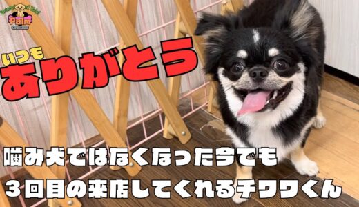 噛み犬トリミング！克服しても来店してくれるチワワくん！