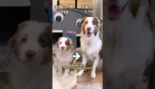 【成長記録】大型犬の子犬の半年の成長が早すぎる！！！【オーストラリアンシェパード】 #shorts