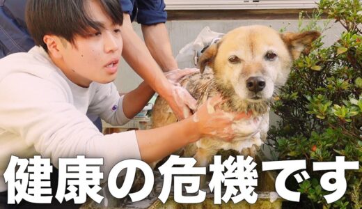 雑種犬コロちゃんを毎週シャンプーするとこうなります...