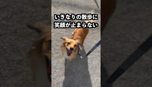 犬が起きた時に公園にいたらパニックになった！ #shorts