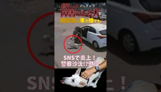 「許せますか？」障害のある犬を捨てた女の末路→「犬を捨てただけだろ！」→SNS炎上→逮捕#shorts