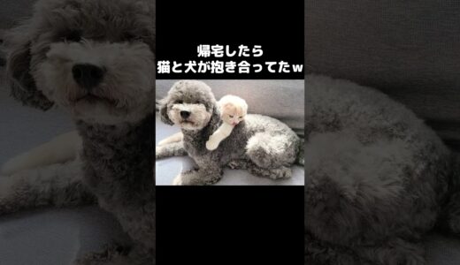 帰宅したら猫と犬が抱き合ってた…笑 #shorts