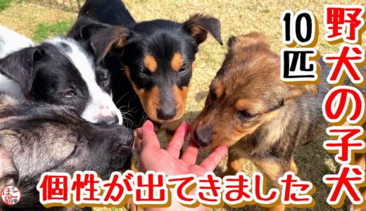 【子犬　野犬　保護犬 10匹】それぞれ個性が出てきました