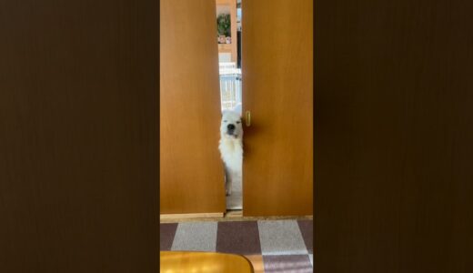 超大型犬のコレがコウなる動画3/Two years after GreatPyrenees #グレートピレニーズ #greatpyrenees  #大型犬