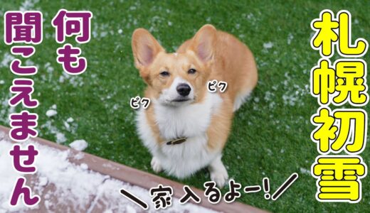 雪が嬉しくて家に帰りたくないと、飼い主の指示を聞こえないふりするコーギー【初雪】