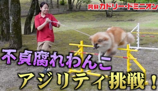 犬のふれあい担当飼育員が「アジリティ」に挑戦したら苦戦しすぎて心配になるレベル…