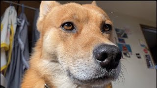 散歩の時間を報告しにくる犬（雑種犬）