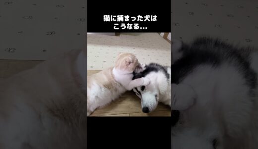 猫に捕まってしまった犬はこうなります...#shorts