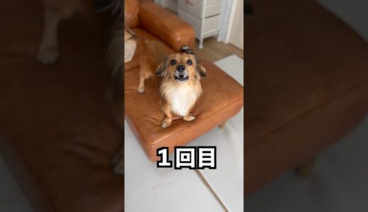 【検証】散歩が好きすぎる犬は何回目で飽きるの？~迫り来る危機編~