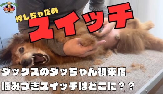 噛みつきスイッチ押さないで！！ダックスを噛み犬トリミング