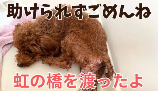 【観覧注意】犬の出産！産まれてまもなく・・トイプードルブリーダー