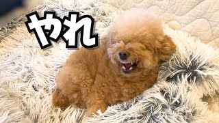 パパ帰宅時の犬のルーティンが切ない（涙）